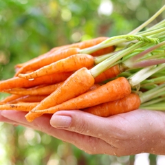 Hạt Giống Cà Rốt Tí Hon