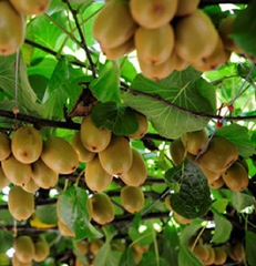 Hạt Giống Cây Ăn Trái Kiwi