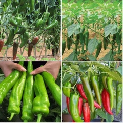 Hạt Giống Ớt Sừng Ngọt F1