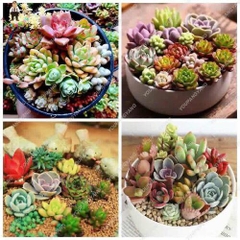 Hạt giống hoa sen đá mix màu