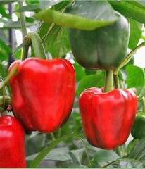 Hạt Giống Ớt Chuông Ngọt F1 Đỏ