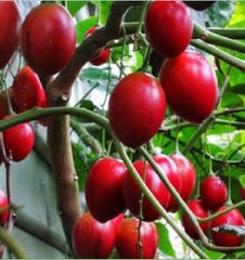 Hạt Giống Cà Chua Thân Gỗ Tamarillo Quả Đỏ