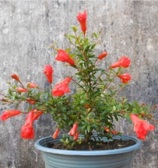 Hạt Giống Lựu Lùn Bonsai