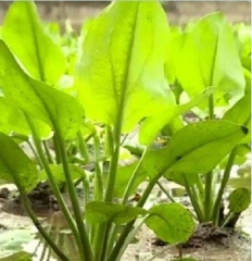 Hạt Giống Trạch Tả