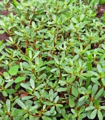Hạt giống rau sam đất