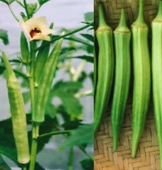 Hạt Giống Đậu Bắp Xanh Cao Sản