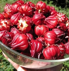 Hạt giống cây bụp giấm (atiso đỏ)