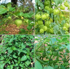 Hạt Giống Cây Rau Tầm Bóp