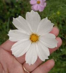 Hạt Giống Hoa Cúc Sao Nhái Mix Màu