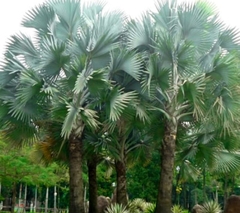 Hạt giống cây cọ mỹ ( Pritchardia filifera )