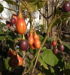 Hạt Giống Cà Chua Thân Gỗ Tamarillo Quả Đỏ