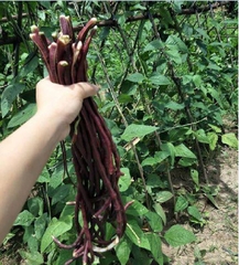 Hạt Giống Đậu Đũa Tím Cao Sản
