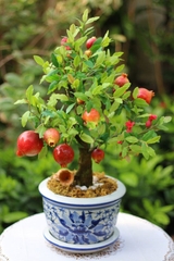 Hạt Giống Lựu Lùn Bonsai