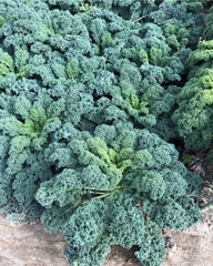 Hạt giống rau cải xoăn xanh - cải kale xanh