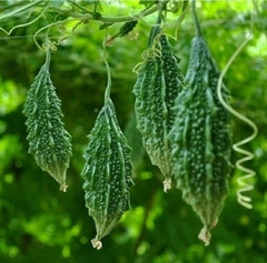 Hạt Giống Khổ Qua Rừng