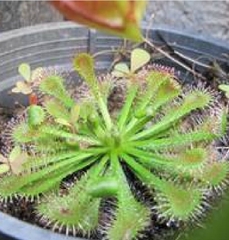 Hạt Giống Cây Bắt Mồi Gọng Vó