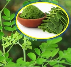 Hạt Giống Cây Chùm Ngây F1