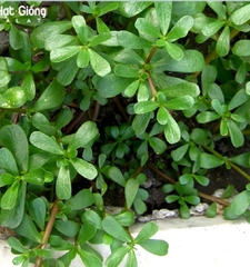 Hạt giống rau sam đất