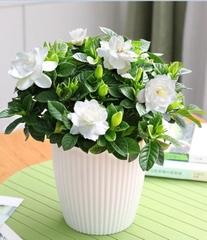 Hạt Giống Hoa Nhài ( Hoa Lài )