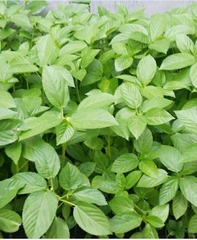 Hạt Giống Rau Đay Xanh
