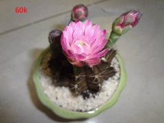 Hạt giống hoa xương rồng gấm mix màu