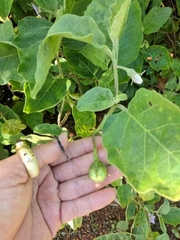 Hạt Giống Cà Đắng Tây Nguyên