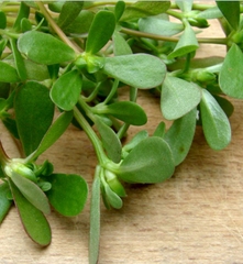 Hạt giống rau sam đất