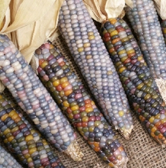 Hạt Giống Ngô Nhiều Màu