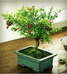 Hạt Giống Lựu Lùn Bonsai