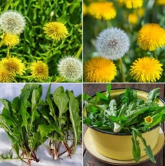 Hạt Giống Hoa Bồ Công Anh