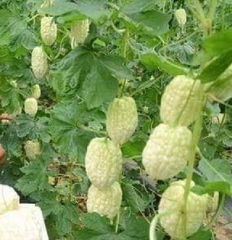 Hạt Giống Khổ Qua Bạch Tuyết F1