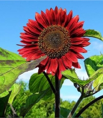 Hạt Giống Hoa Hướng Dương Đỏ