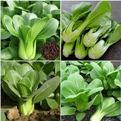 Hạt giống rau cải chíp cao sản