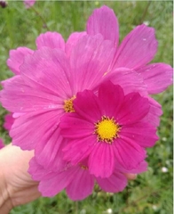 Hạt Giống Hoa Cúc Sao Nhái Hồng