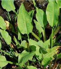 Hạt Giống Trạch Tả