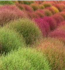 Hạt giống Cỏ Đổi Màu Nhật Bản Kochia