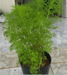 Hạt Giống Rau Thì Là Bốn Mùa - Gói 10gram
