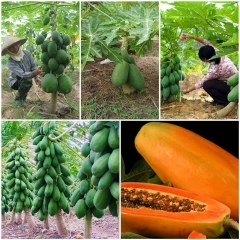 Hạt Giống Đu Đủ Ruột Gấc F1