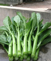 Hạt giống rau cải ngồng mập cao sảo ( cải ngọt ăn bông )