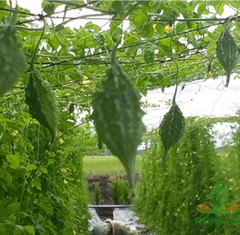 Hạt Giống Khổ Qua Rừng