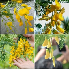 Hạt Giống Bông Điên Điển