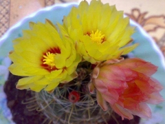 Hạt giống hoa xương rồng hamato