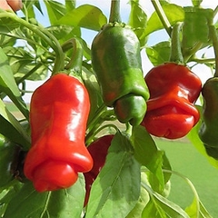 Hạt Giống Ớt Cu Tí ( Ớt Peter )