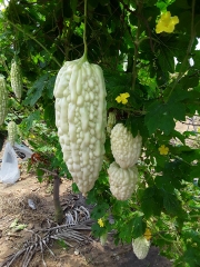 Hạt Giống Khổ Qua Bạch Tuyết F1