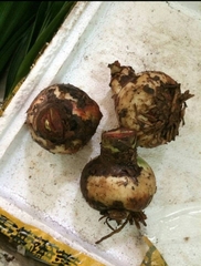 Củ Giống Hoa Huệ Tây Hoa Màu Đỏ Nhung