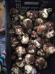 Củ Giống Hoa Huệ Tây Hoa Màu Đỏ Nhung