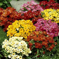 Hạt Giống Hoa Mây Nhiều Màu ( Nemesia Strumosa Mixed )