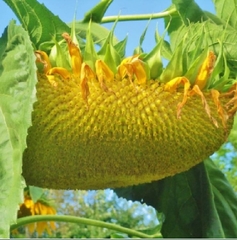 Hạt Giống Hoa Hướng Dương Khổng Lồ