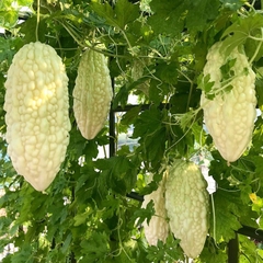 Hạt Giống Khổ Qua Bạch Tuyết F1