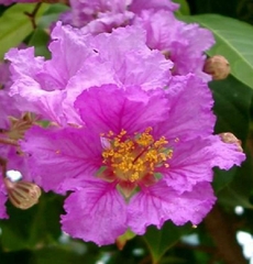 Hạt Giống Hoa Bằng Lăng Tím
